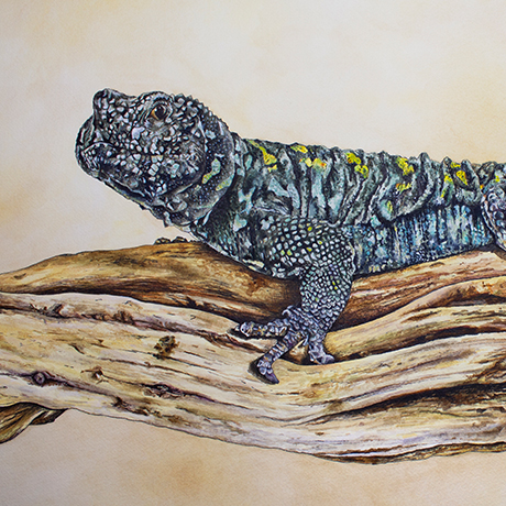 Uromastyx, ink and watercolor on paper
