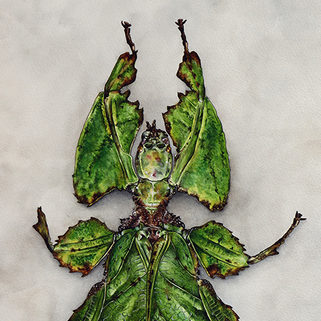 Leaf Bug, ink and watercolor on paper