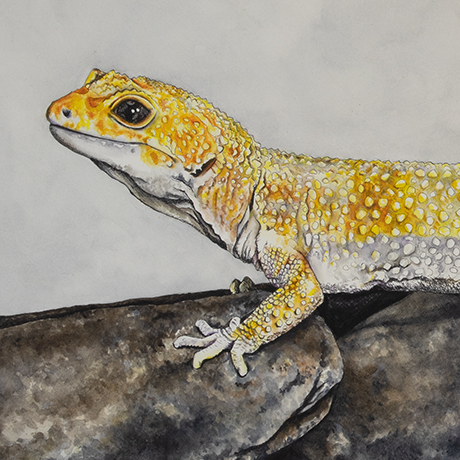 Leopard Gecko ink and watercolor on paper