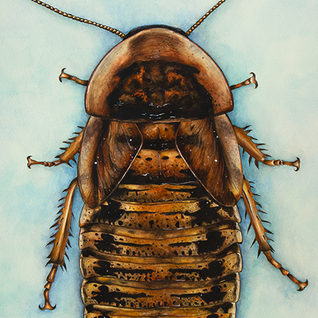 Dubia Roach, ink and watercolor on paper